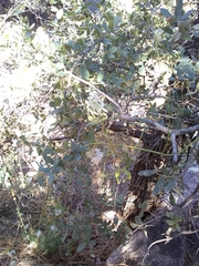 Thelypodium wrightii