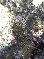 Thelypodium wrightii