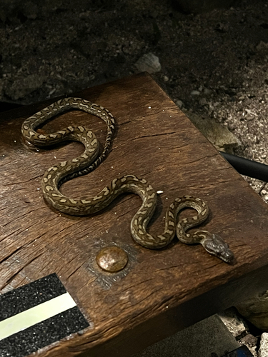 Coastal Carpet Python sighting