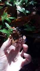 Myriostoma coliforme