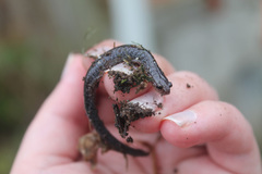 Plethodon cinereus