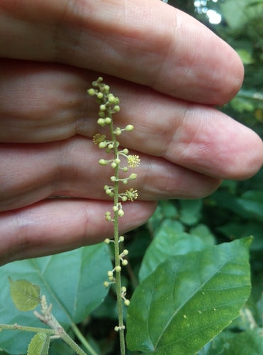 Mallotus oppositifolius observed 2025-08-10