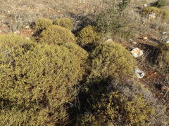 Sarcopoterium spinosum