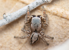 Habronattus altanus