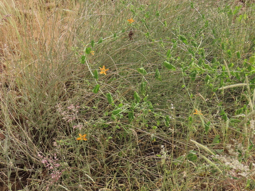 Momordica humilis