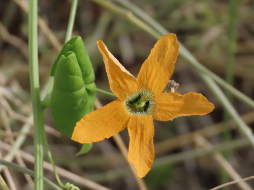 Momordica humilis