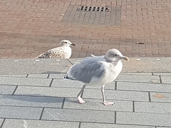 Larus argentatus