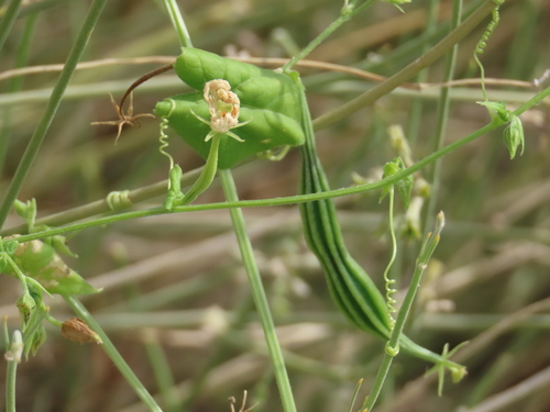 Momordica humilis