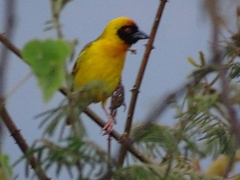 Ploceus vitellinus