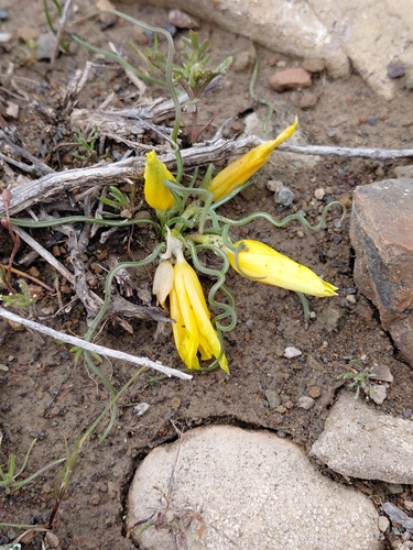 Twisted Froetang (Romulea tortuosa)