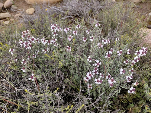 Grand Kapok (Eriocephalus grandiflorus)