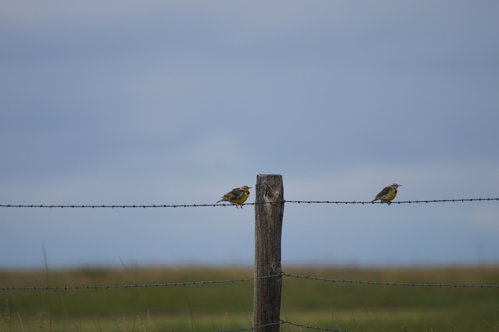 Western Meadowlark