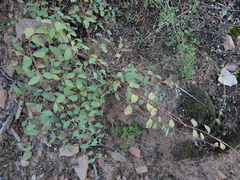 Symphoricarpos longiflorus