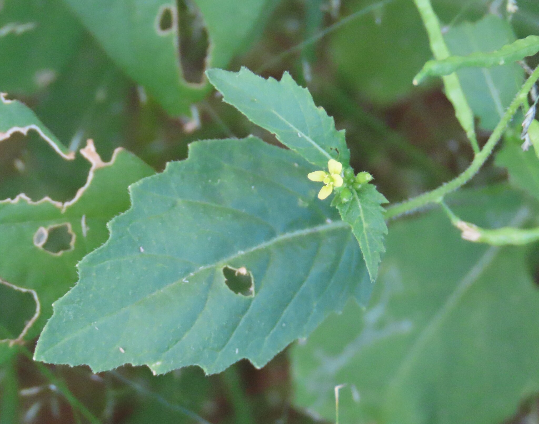 African Dogmustard (Erucastrum arabicum)