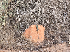 Podarcis pityusensis