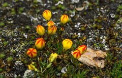 Gentianella hirculus