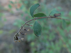 Symphoricarpos longiflorus