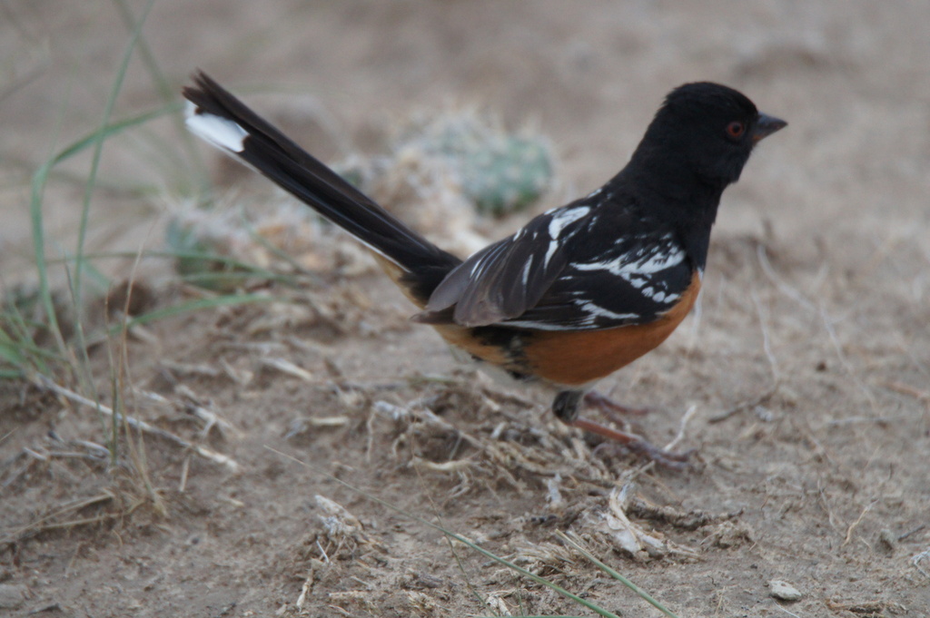 Spotted Towhee (arcticus)