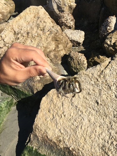 Thinstripe Hermit Crab, Ocean Dr, Corpus Christi, TX, US, photo 5 of 10