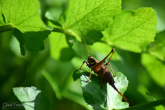 Antaxius spinibrachius