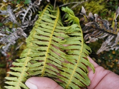 Plagiogyria pectinata