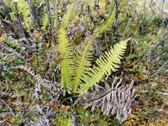 Plagiogyria pectinata