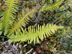 Plagiogyria pectinata