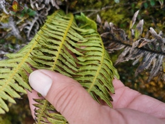 Plagiogyria pectinata