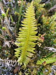 Plagiogyria pectinata