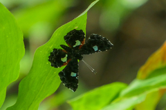 Calydna sturnula