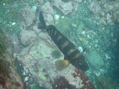 Chirodactylus spectabilis