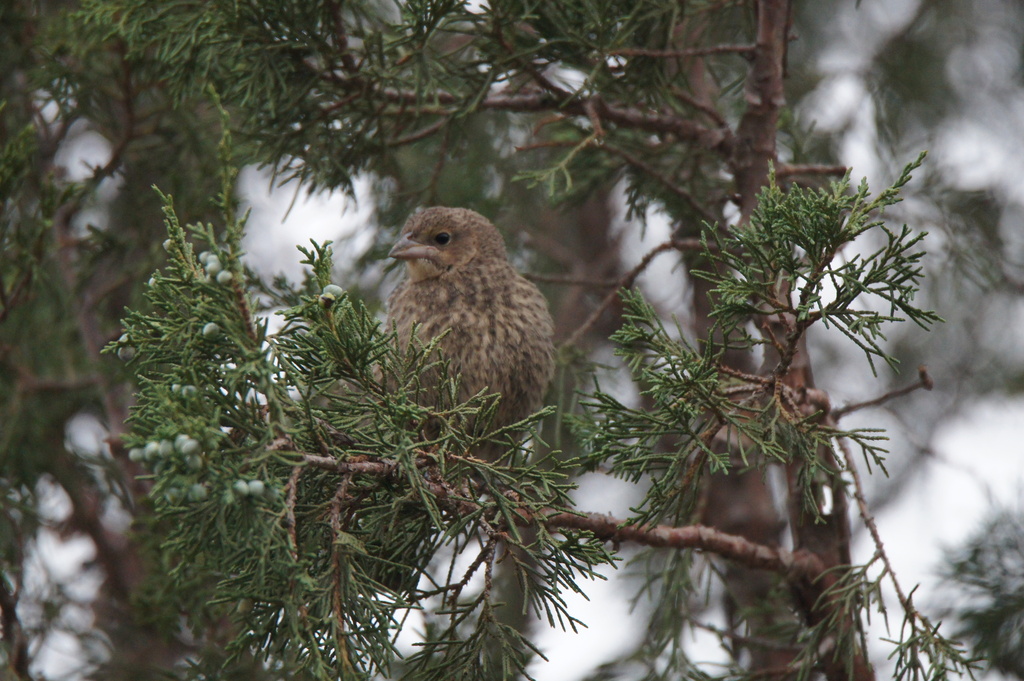 Nevada Cowbird