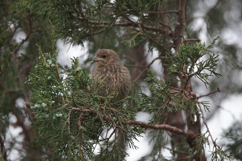 Nevada Cowbird