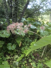 Aralia cordata