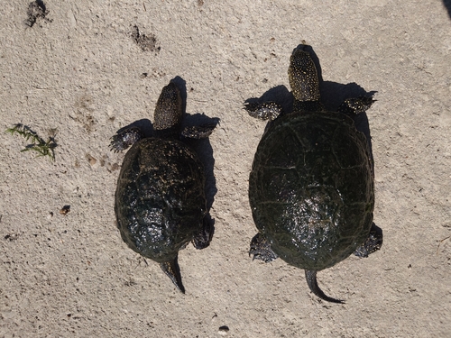 European Pond Turtle