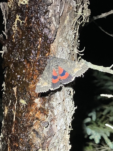 Briseis Underwing Moth photo 4