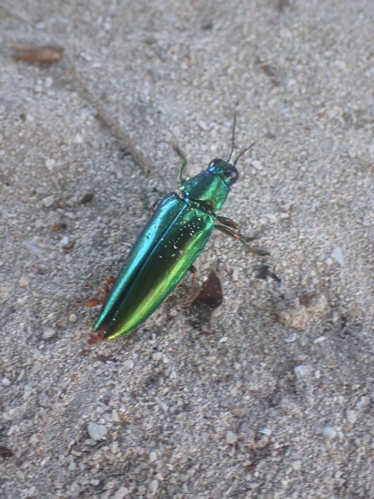 Chrysochroa andamanensis