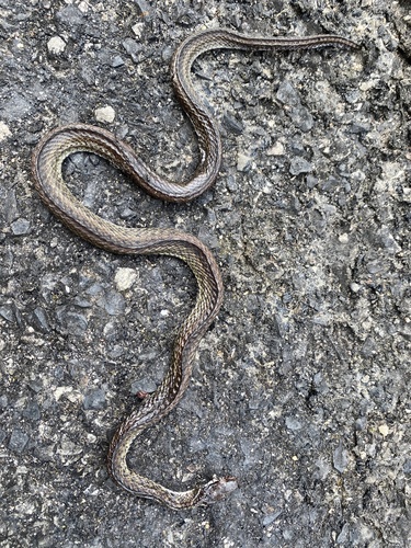 Tai-yong Keelback