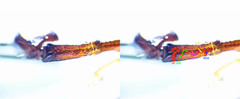 Euscorpius celanus