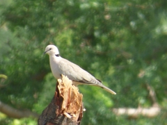 Streptopelia vinacea