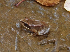 Rana pyrenaica