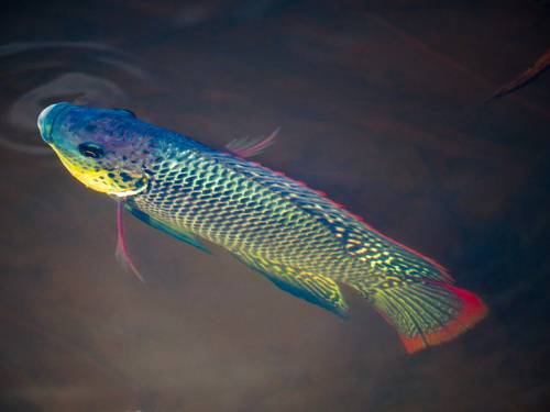 African mouthbrooder (Oreochromis mossambicus) — Cichlidae