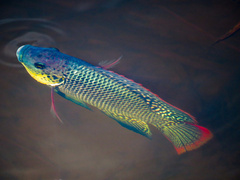 Mozambique Tilapia photo 5