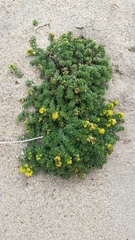 Galium arenarium