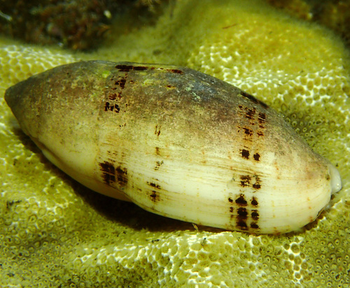 Pterygia nucea observed 2020-12-25