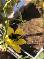 Bombus sonorus