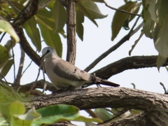 Turtur abyssinicus