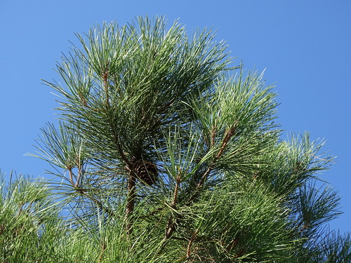maritime pine