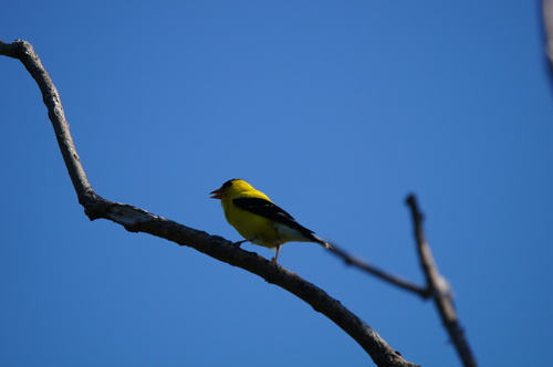 Pale American Goldfinch
