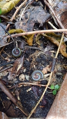 Anadenobolus monilicornis